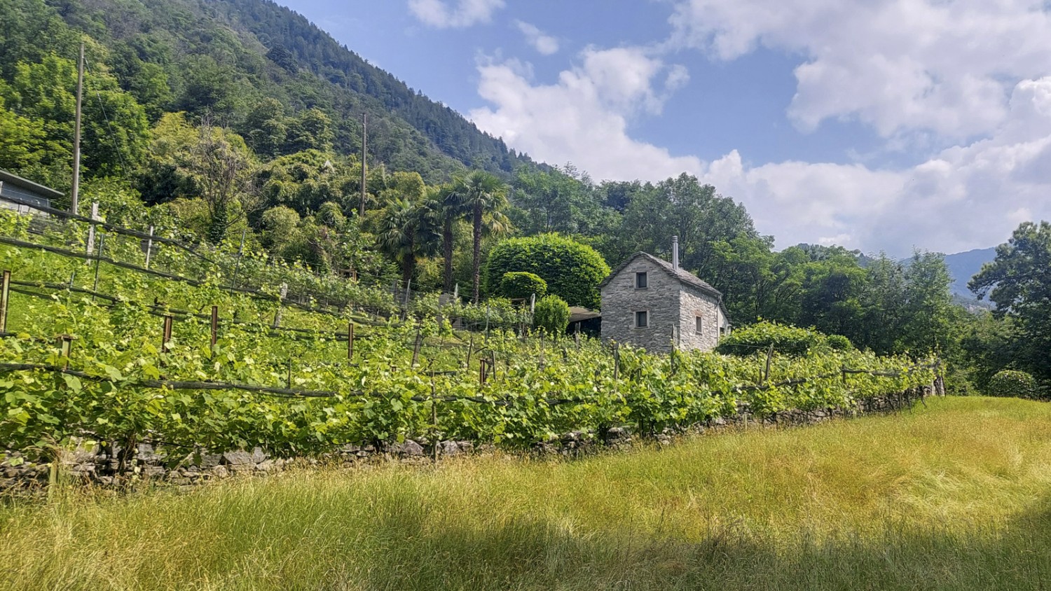 Le raisin mûrit sur le versant sud surplombant la Melezza. Photo: Tatjana Häuselmann