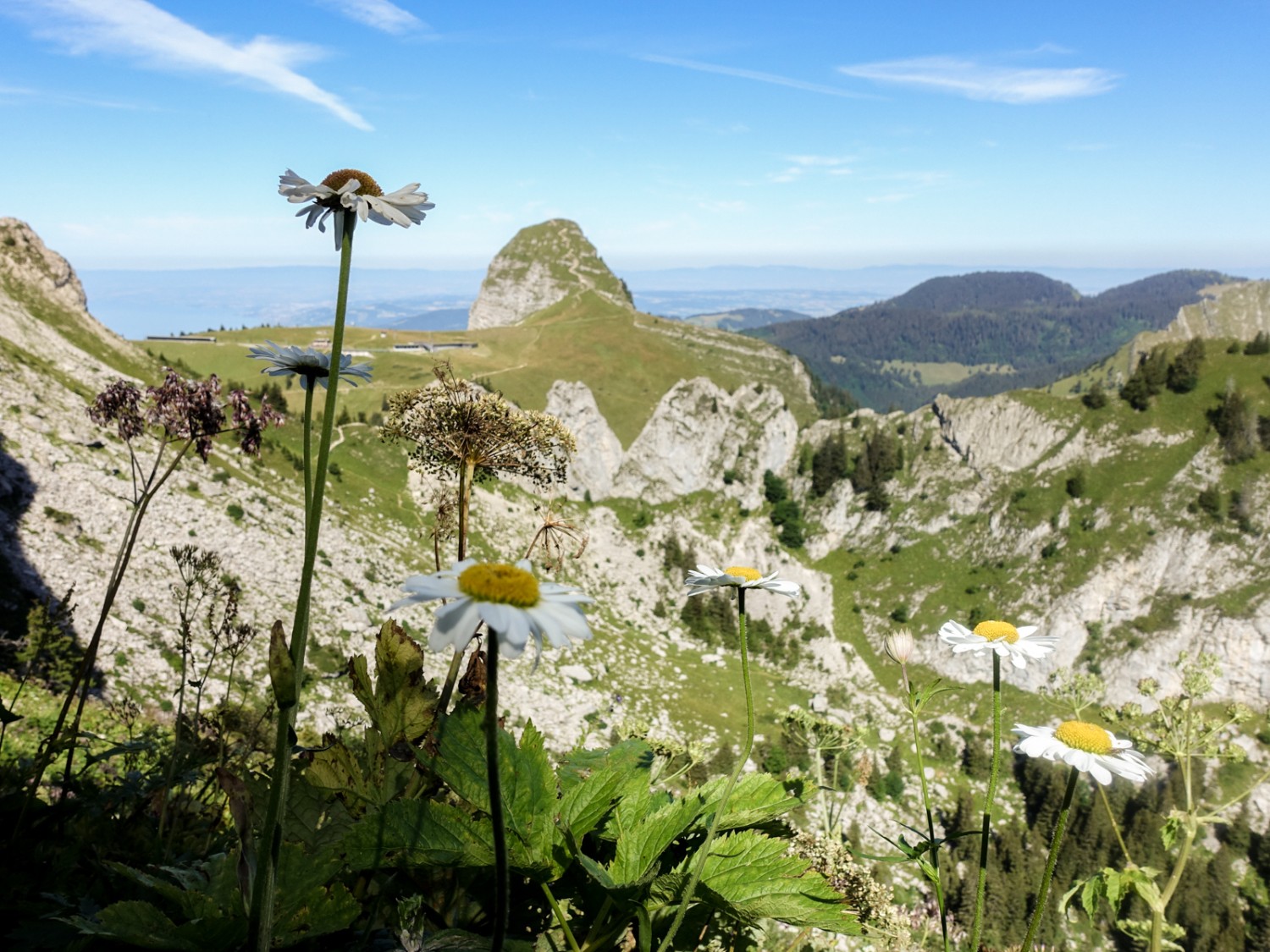 Magnifique vue sur la dent de Jaman et la diversité florale. Photo : Lauriane Clément