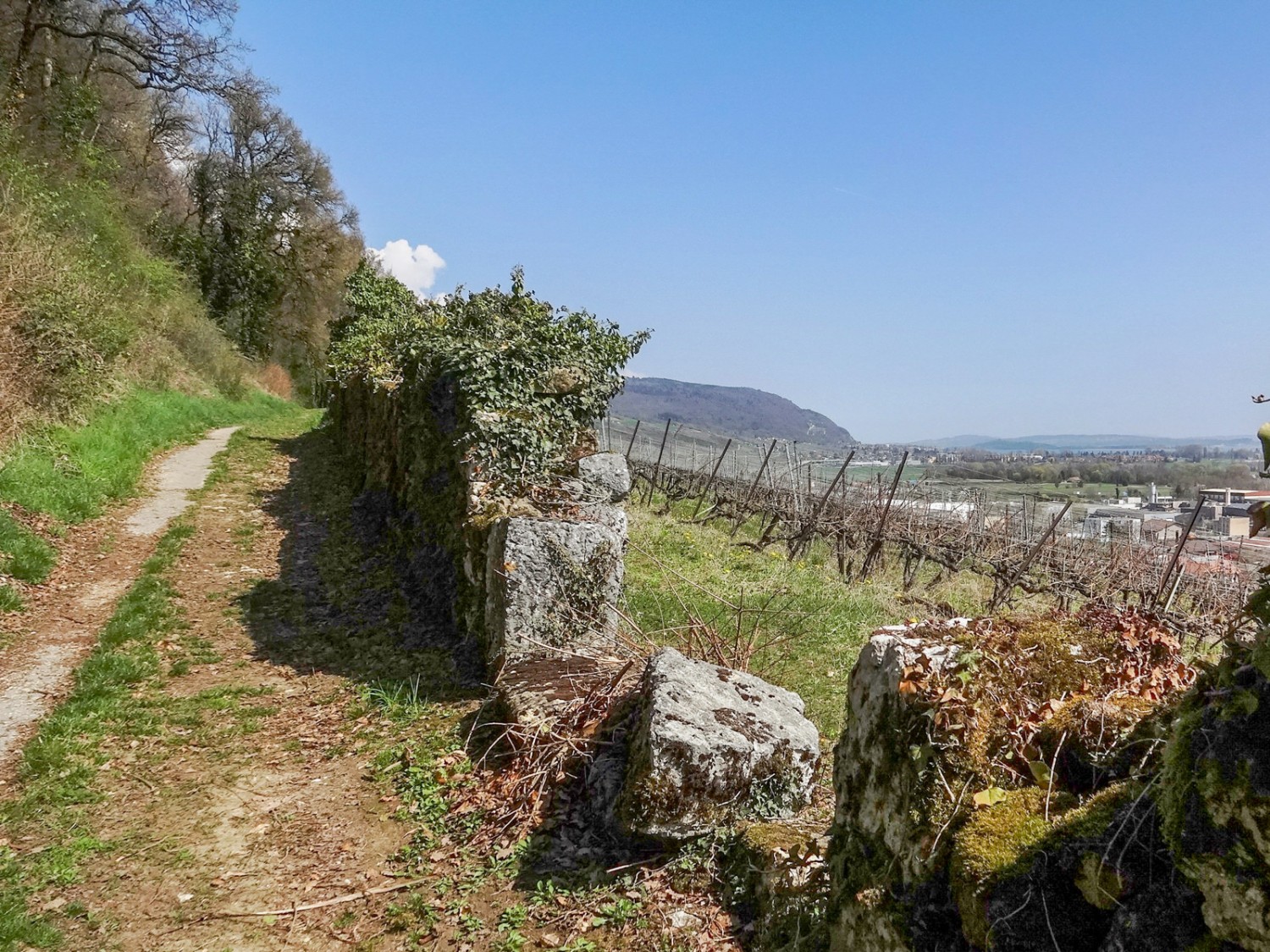 Am Ortsausgang von Cornaux beginnen die Weinberge. Bild: Miroslaw Halaba