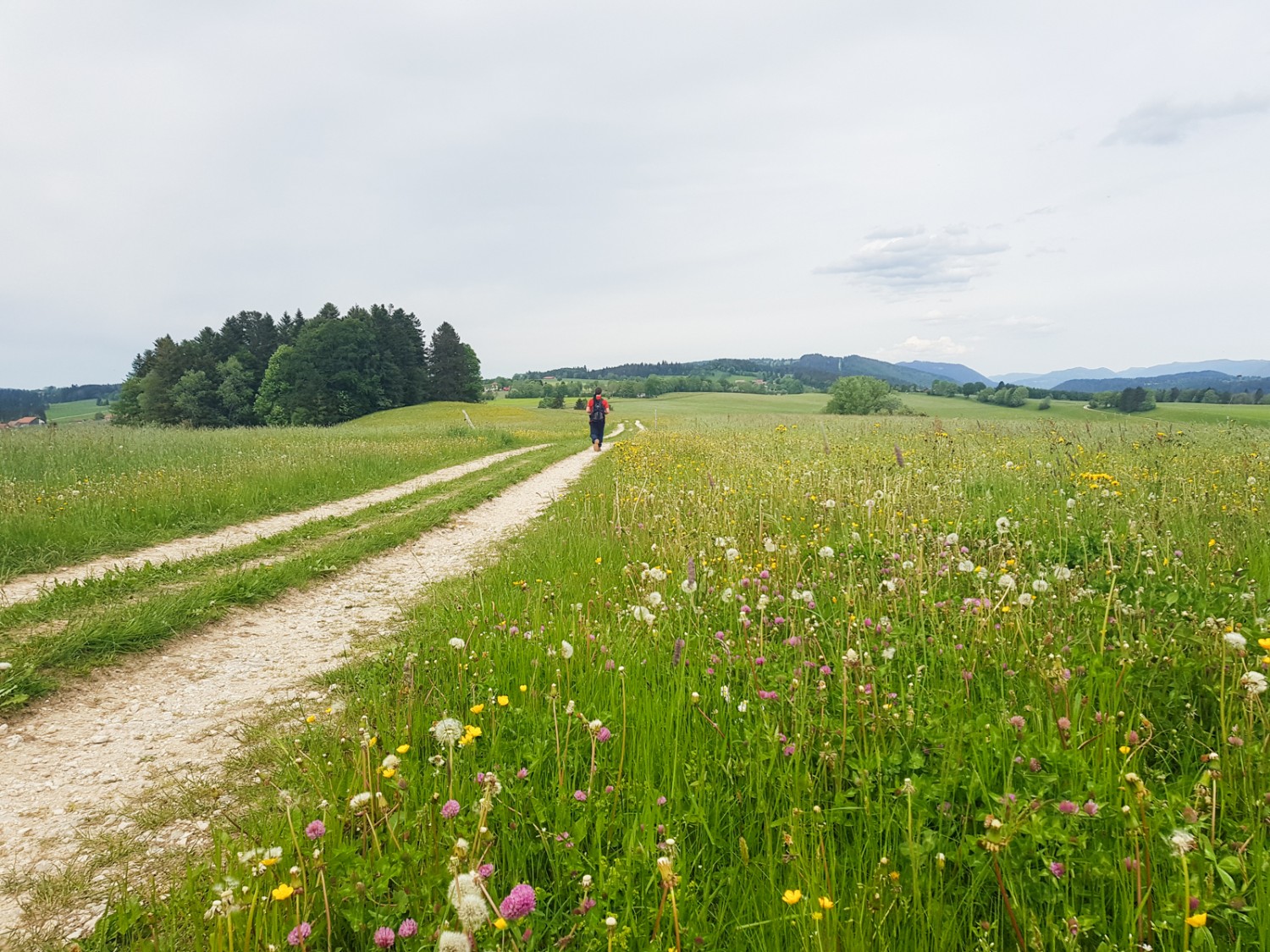 Des prairies fleuries, un pur printemps.