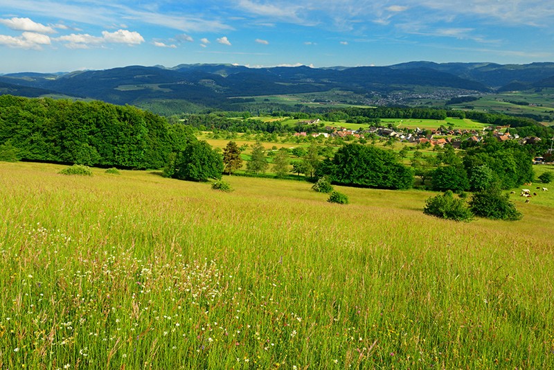 Auf der Blauenweide ist der Neuntöter zu Hause. Bild: natur-welten.ch