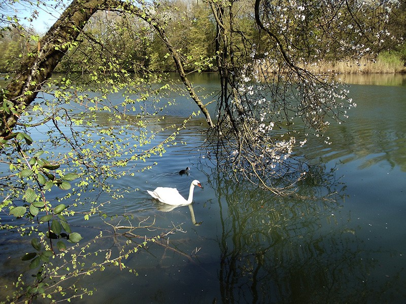 Frühlingserwachen an der Limmat.  
Bild: Regula Bühler-Honegger