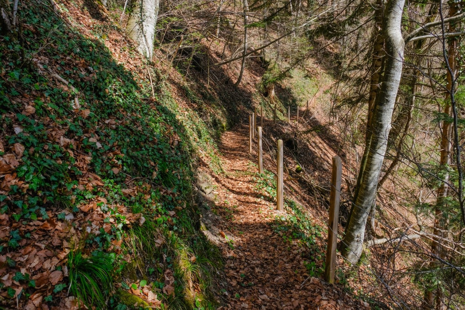 Trockenes Laub raschelt unter den Wanderschuhen.