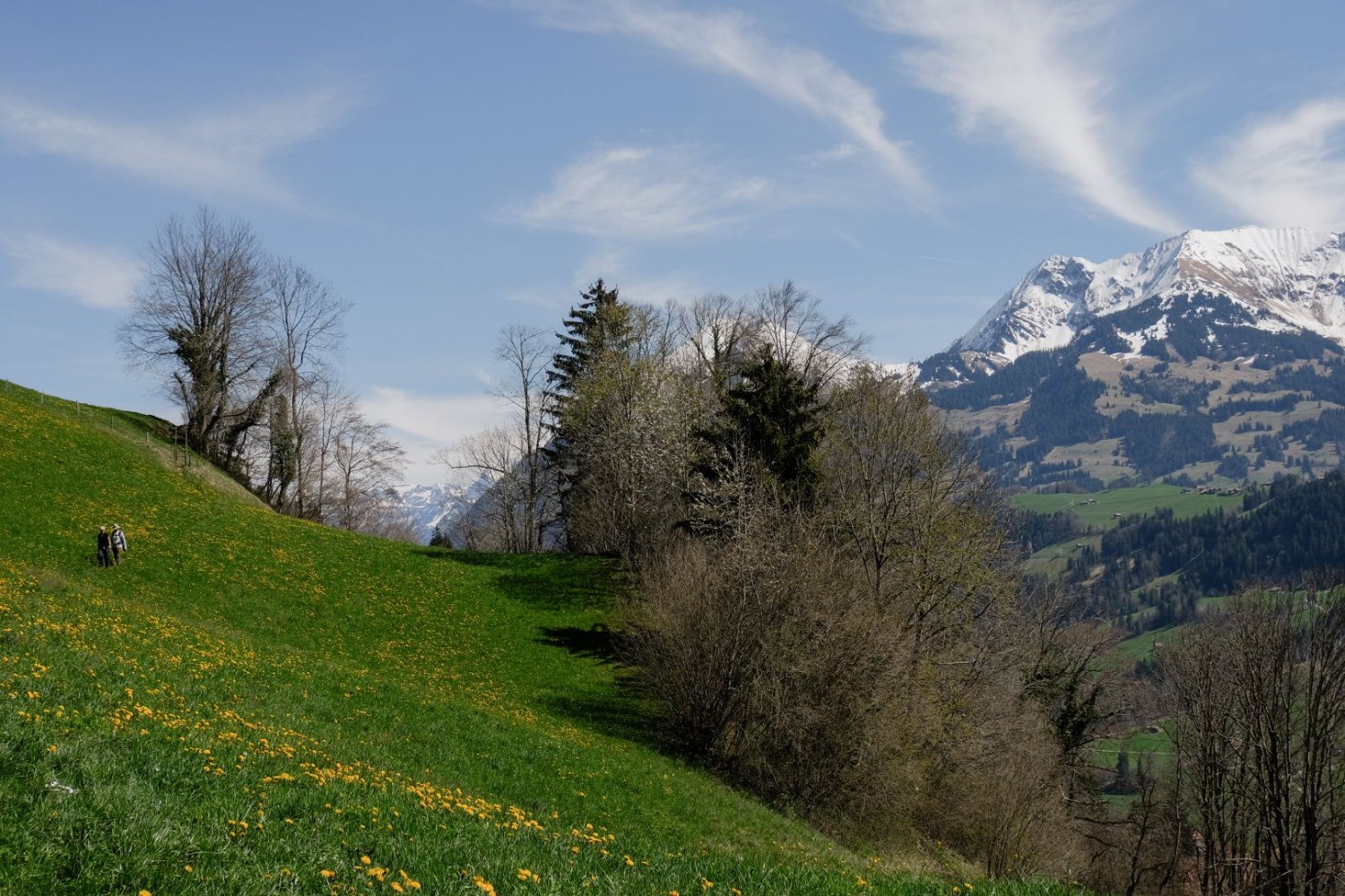 Fiori di tarassaco gialli e un affascinante panorama alpino ci accompagnano costantemente.