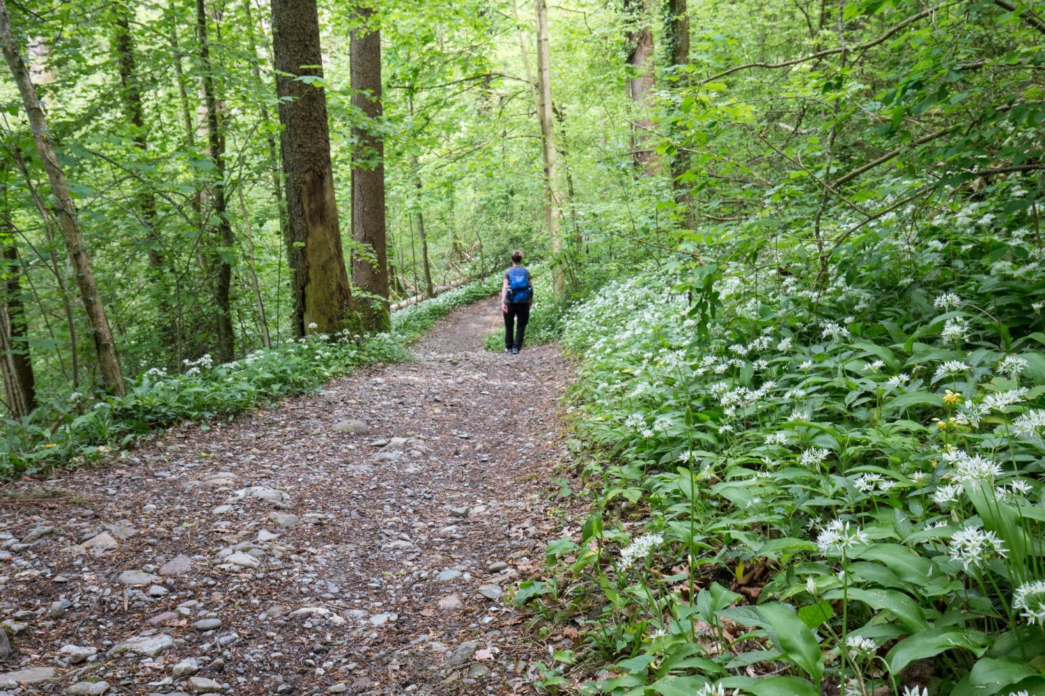 Treuer Begleiter im Frühling auf der Tour: Bärlauch.