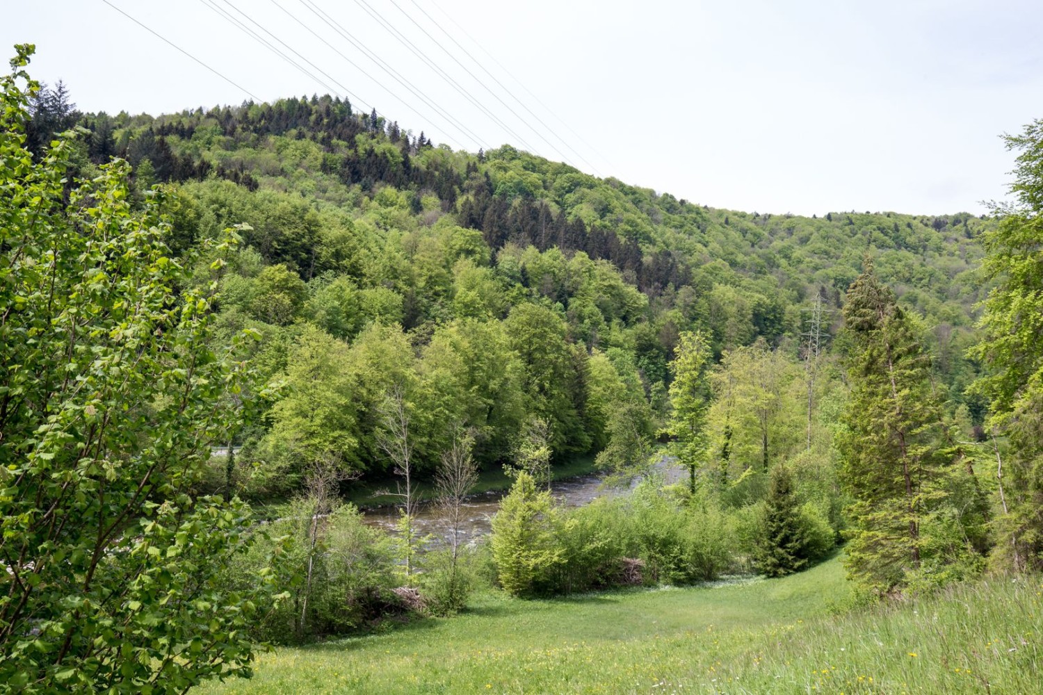 Zwischen Wald und Magerwiesen blitzt die Sihl auf.