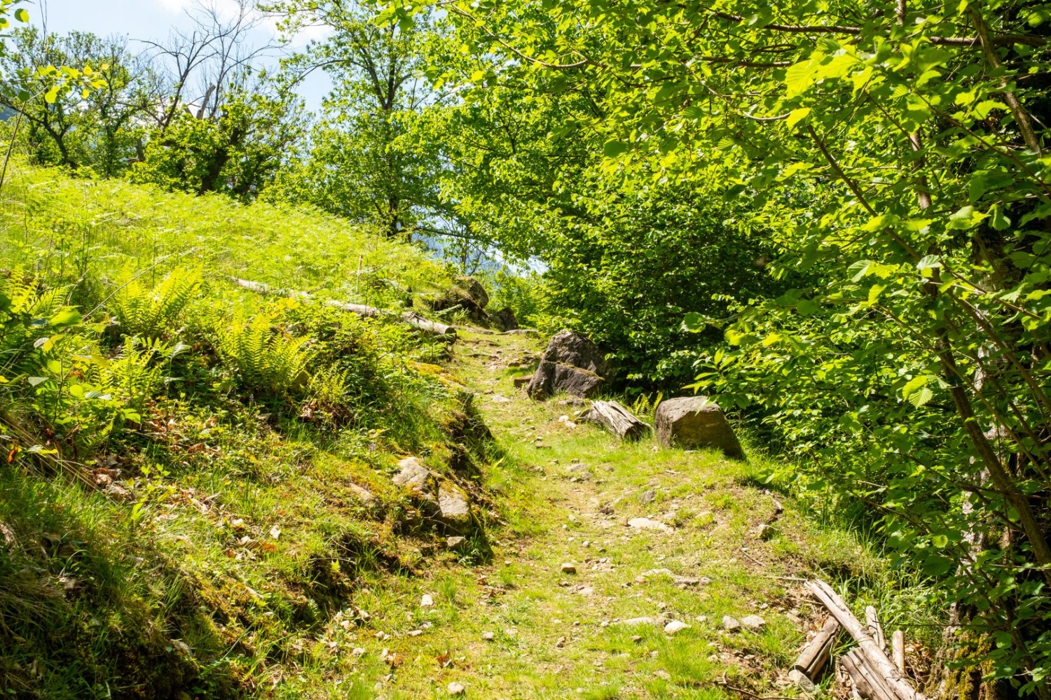 Ein beschaulicher Naturpfad folgt der Moesa nach Grono.