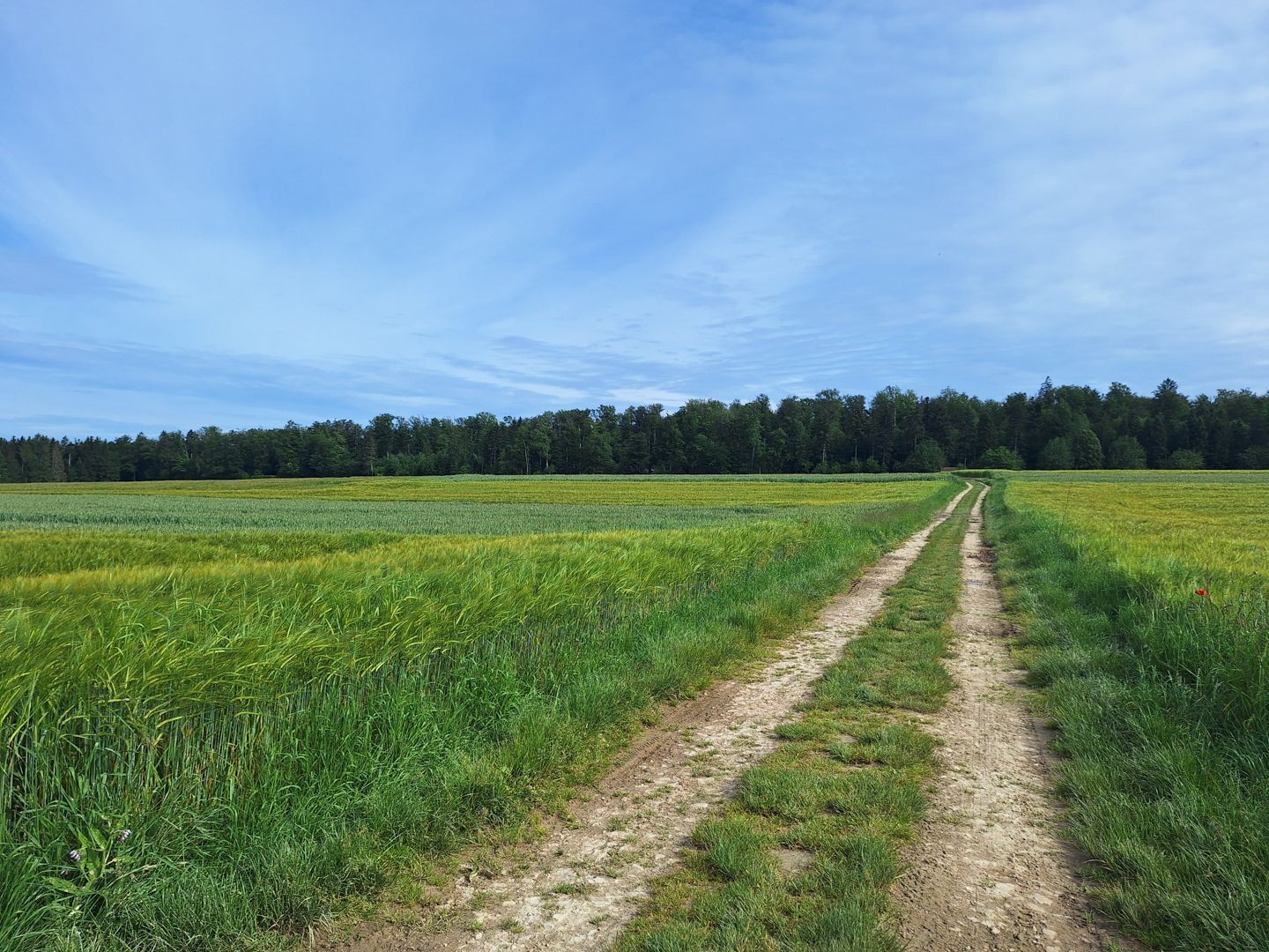 Il sentiero taglia il mare di grano verde.