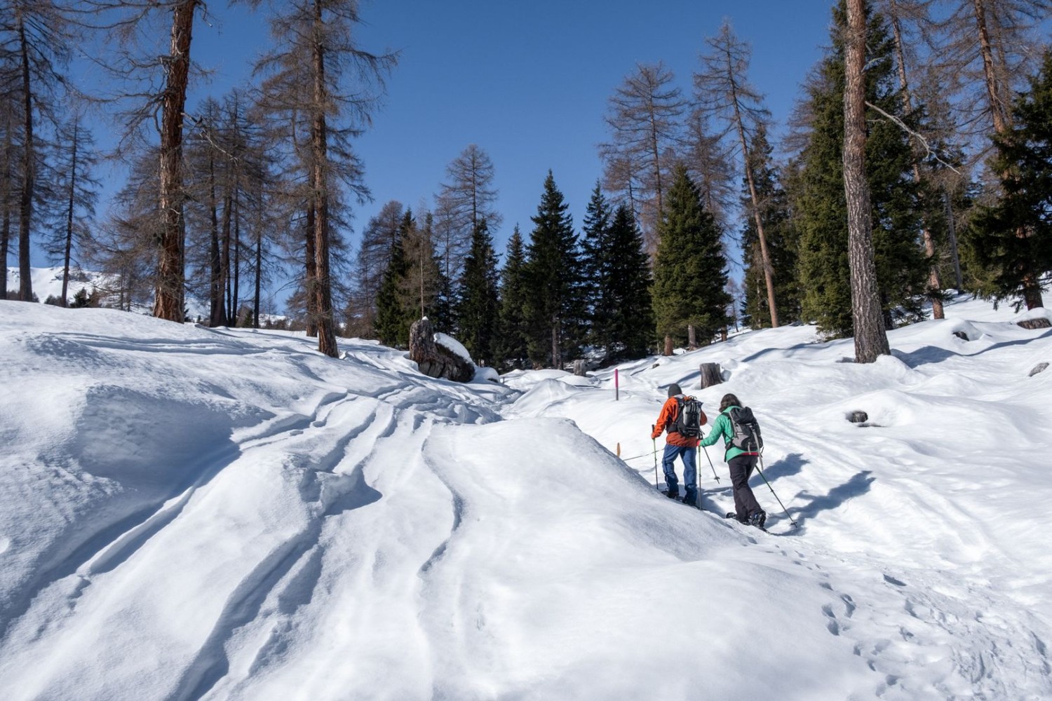 Den ersten Teil der Wanderung bildet ein angenehmer und regelmässiger Aufstieg zwischen Bäumen hindurch.