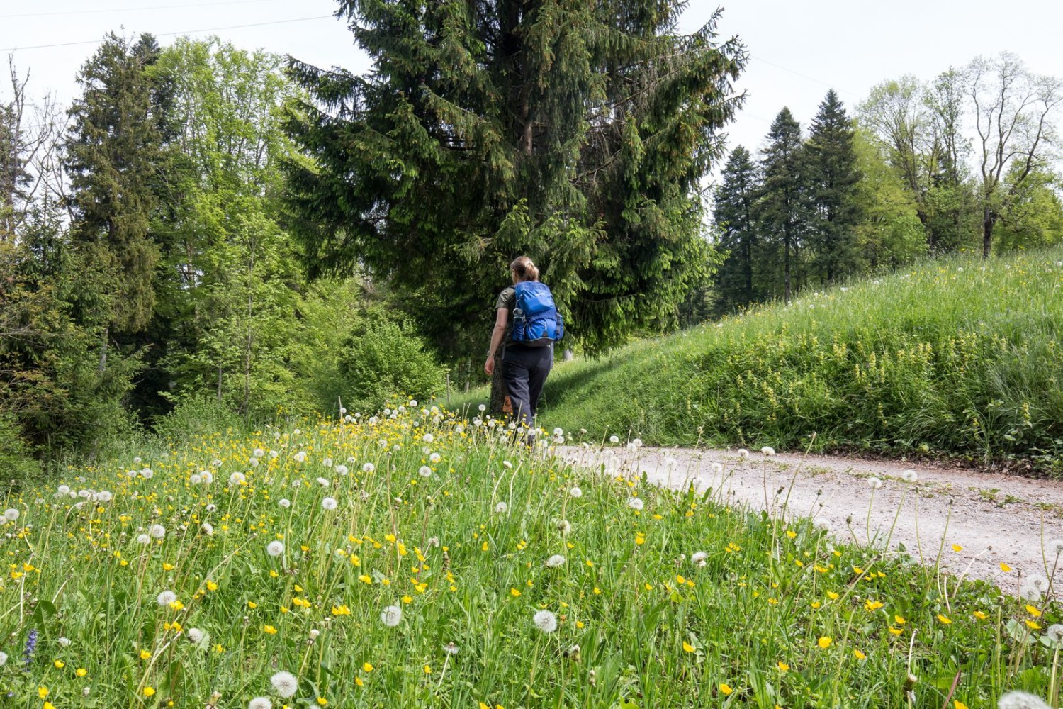 Kurz nach dem Start der Tour in Sihlbrugg Dorf übernimmt die Natur. Zwischen blühenden Wiesen und Bäumen geht es der Sihl entgegen.