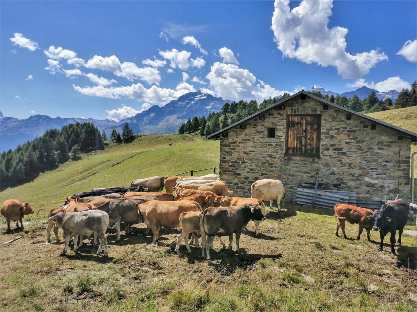 Viel Leben auf dem Alpstafel Aurafreida.