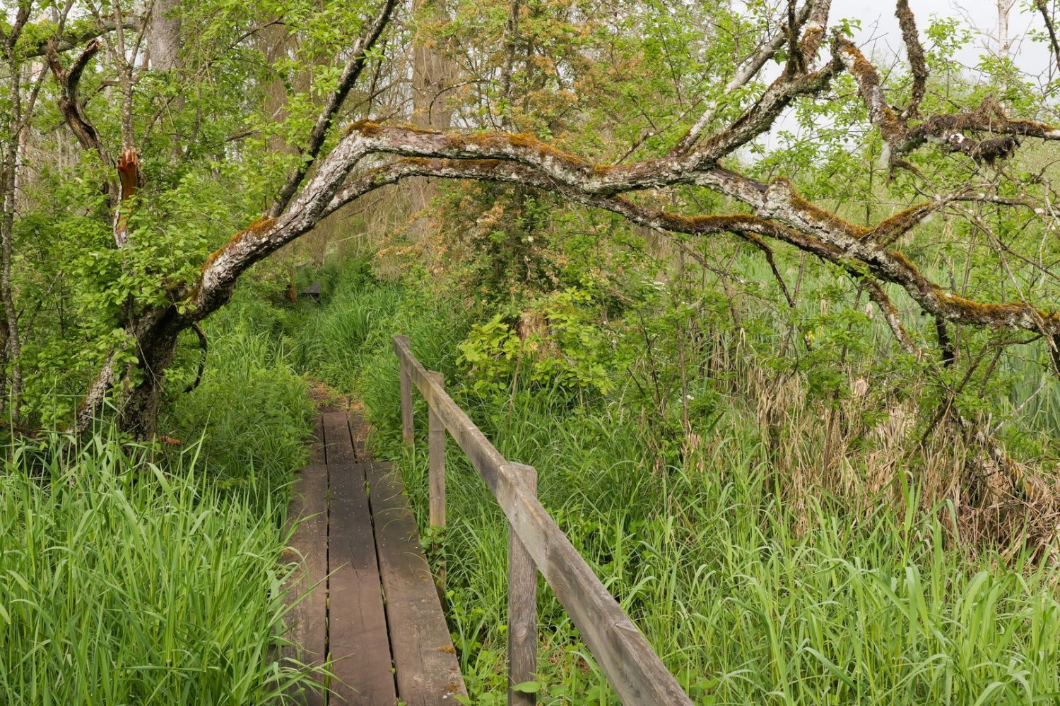 Holzsteg im urtümlichen Bruchwald am Hüttwiilersee